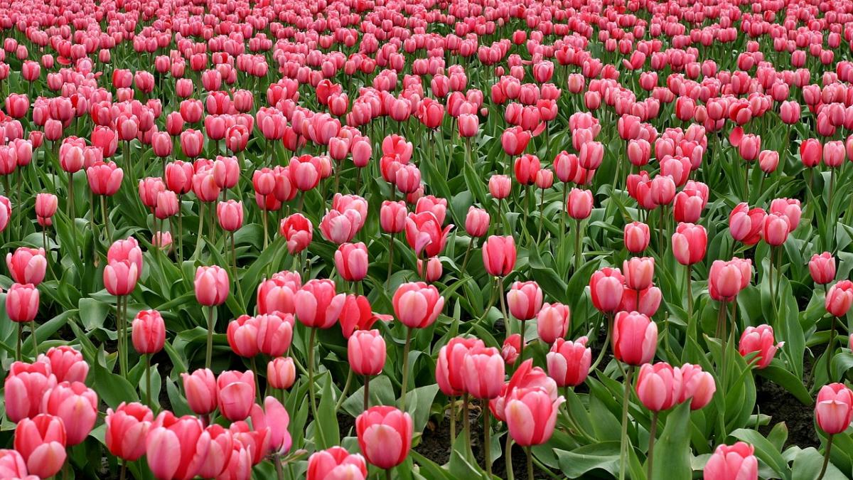 Fără lalele din Amsterdam. Criza gazelor afectează serele olandeze