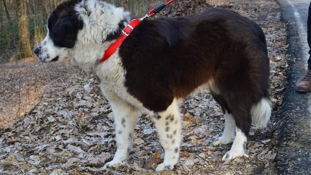 Cruzime în Bistrița-Năsăud: Două persoane cercetate pentru uciderea unui animal au fost reținute pentru 24 de ore