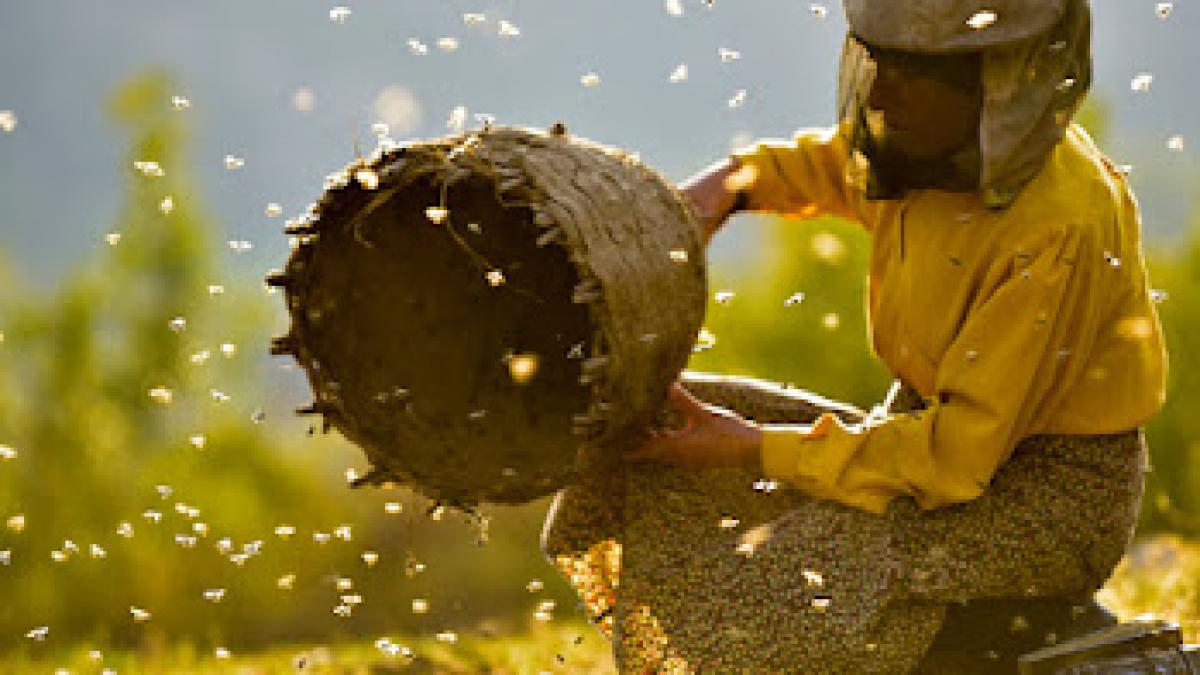 Ce putem învăța de la albine despre viitorul planetei: multi-premiatul documentar Honeyland va fi proiectat la București, în cadrul One Minute Older