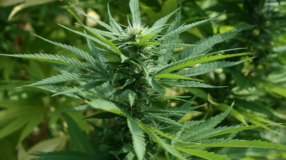 Cultură de cannabis, cu o capacitate de mii se plante, descoperită în Vrancea