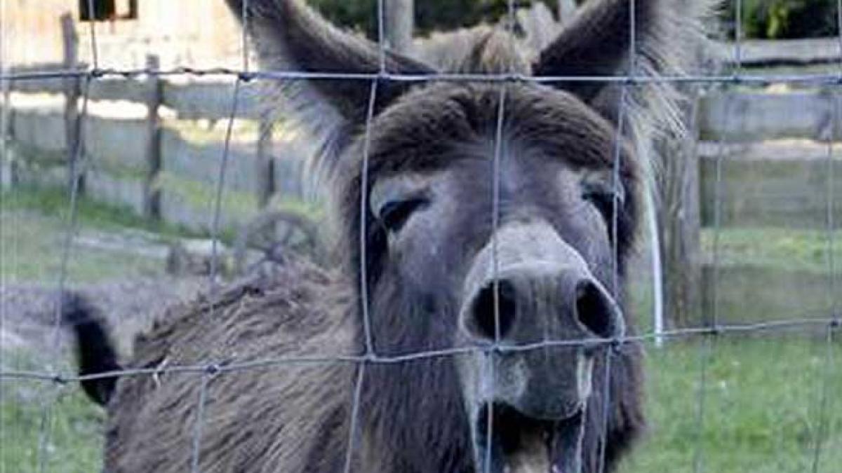 O fermă a animalelor a fost amenajată în interiorul Grădinii Zoologice din Sibiu