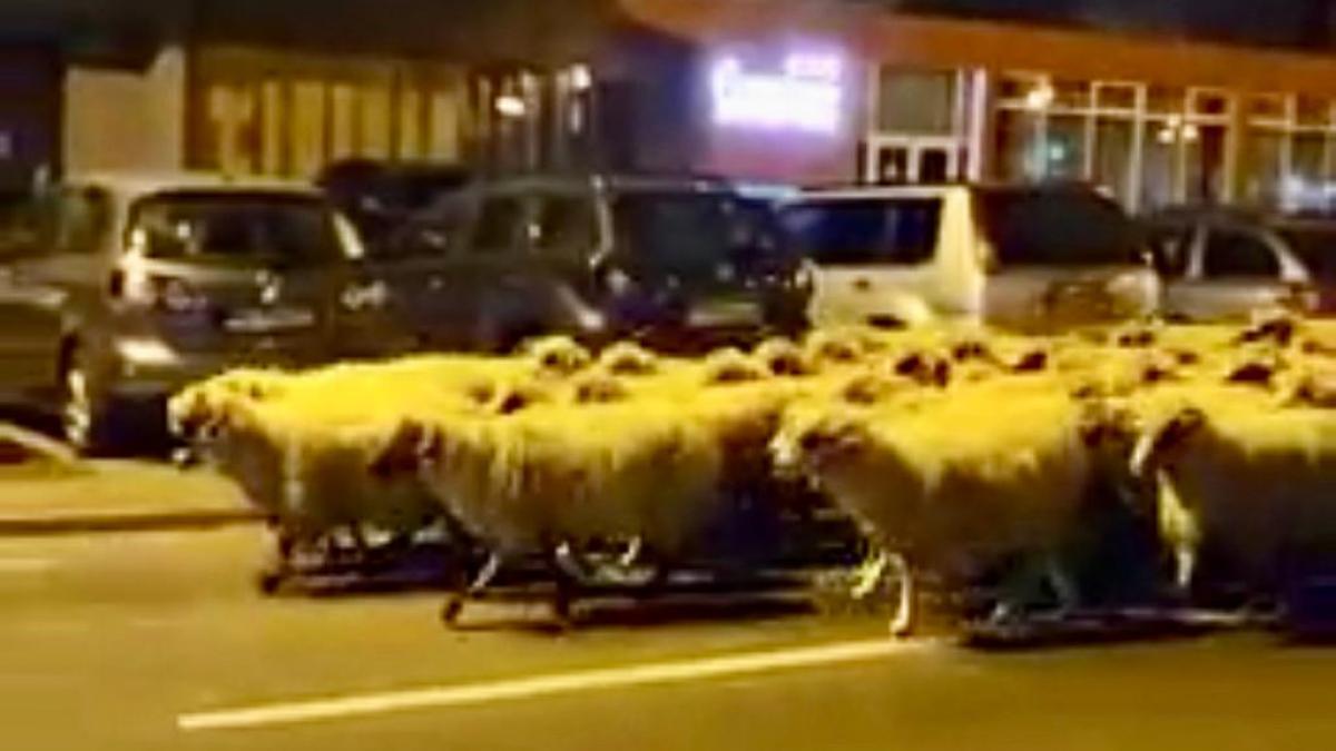 imagini virale cu turma de oi pe strazile din sibiu