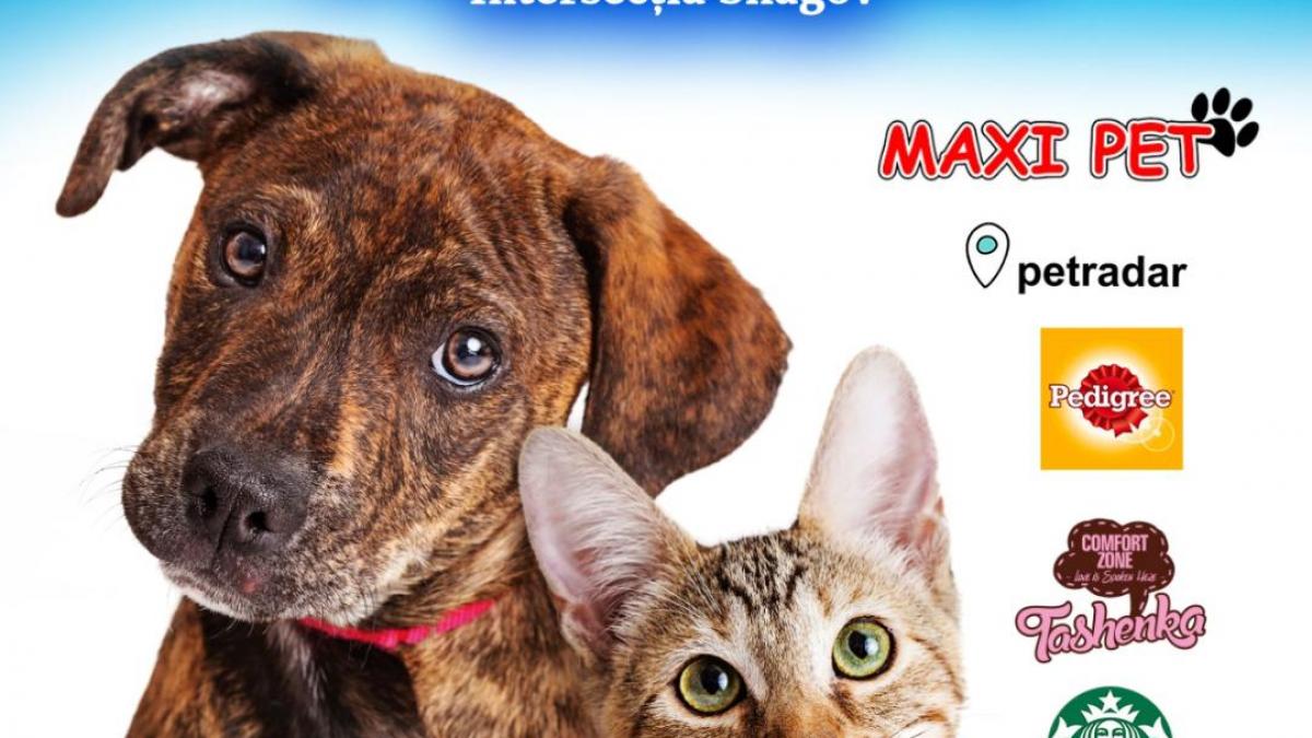 Ajută-i să-și găsească o familie iubitoare: Târg de adopții pentru căței și pisici