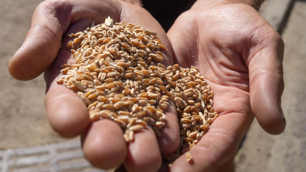 Casa Albă afirmă că Rusia folosește alimentele drept arme