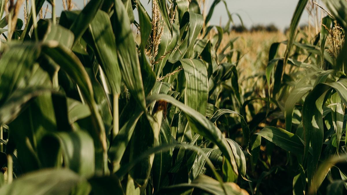 În acest an sectorul agricol se consolidează, după cel mai bun an din istorie - analiză