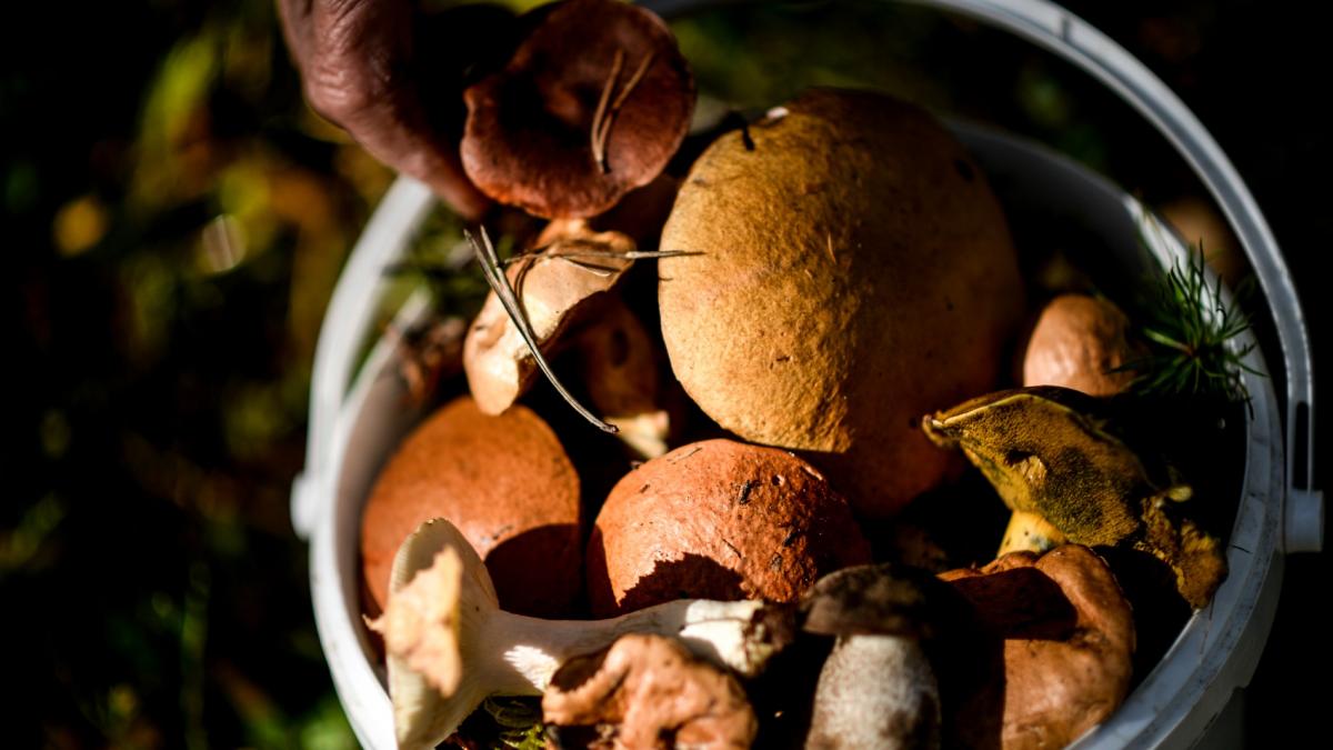 Ghebele de toamnă, aroma pădurii în farfuria ta