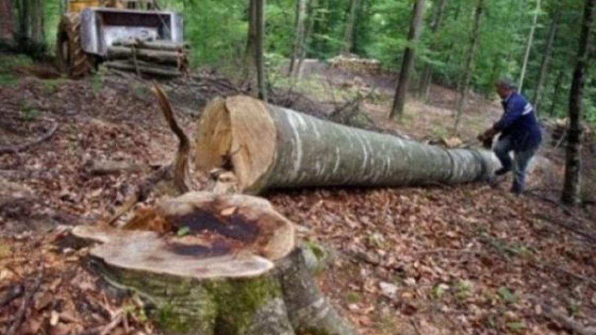 Sfârșit tragic pentru un bărbat din Prahova: A murit  după ce a căzut un copac peste el într-o pădure