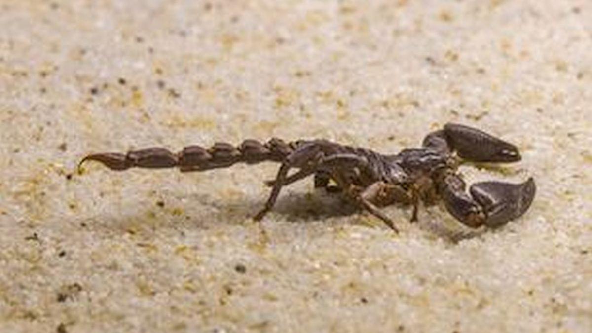 Înțepat de un scorpion când se încălța, un copil a murit după 7 atacuri de cord