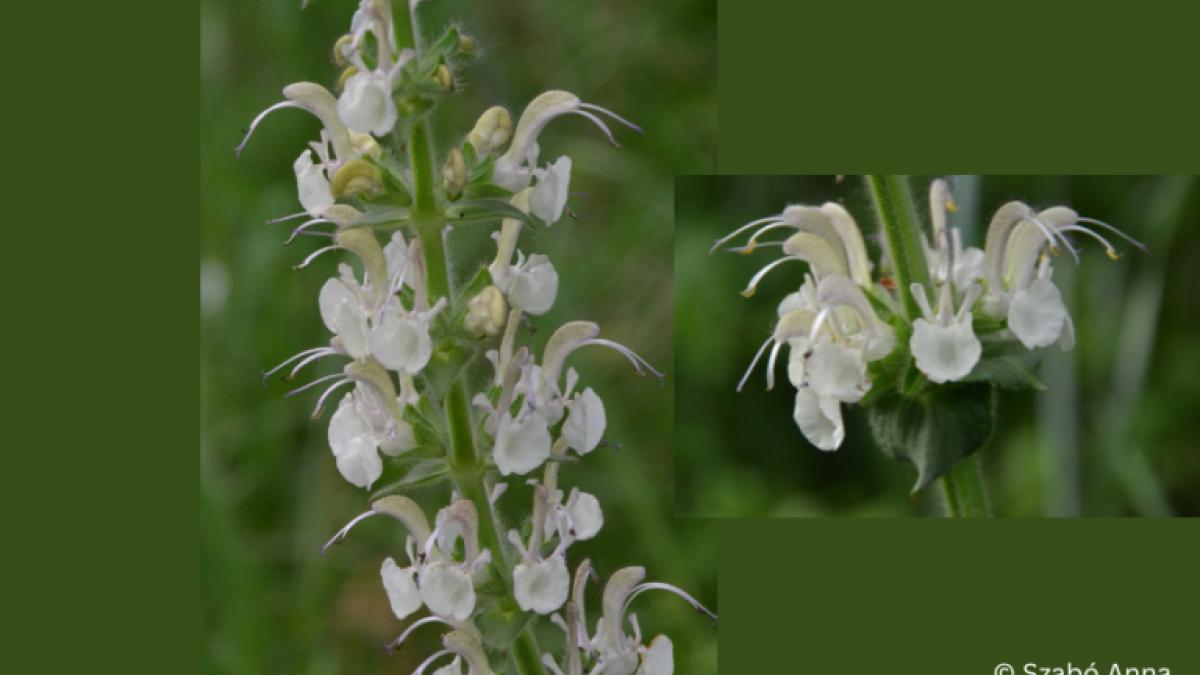 Salvia revelata – o nouă specie de plantă descoperită în România