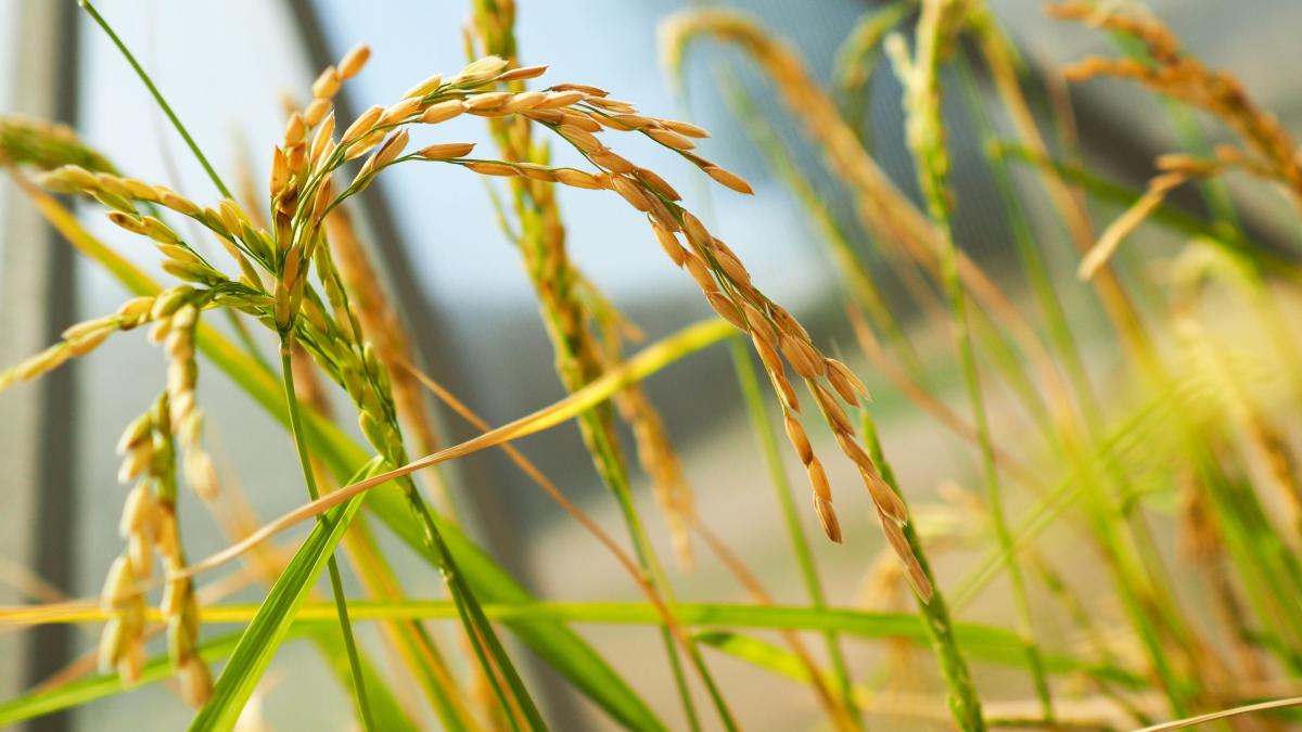 An agricol foarte tensionat, marcat de secetă şi război: a mai rămas profitabilă agricultura?