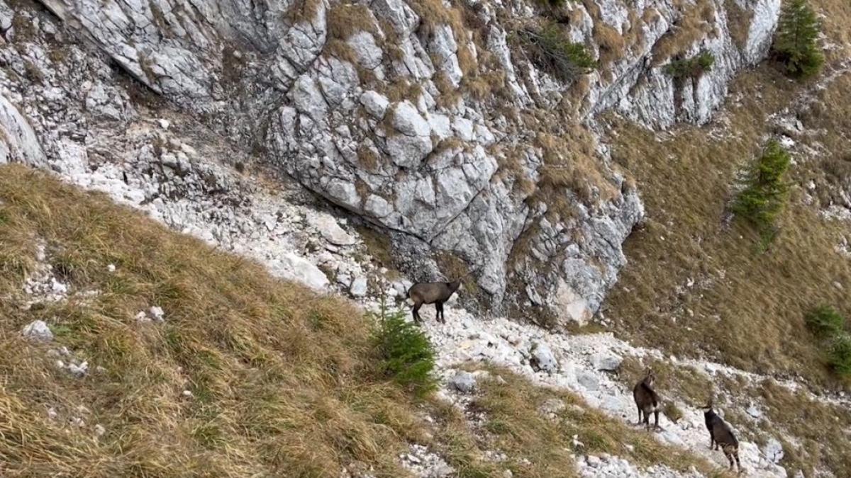 Caprele negre stăpânesc stâncile din Parcul Național Piatra Craiului. Imagini impresionante