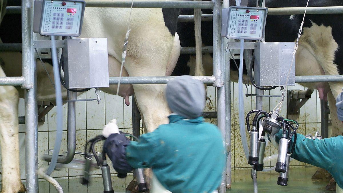 ANSVSA a identificat firme care înlocuiau laptele de oaie sau de capră cu lapte de vacă