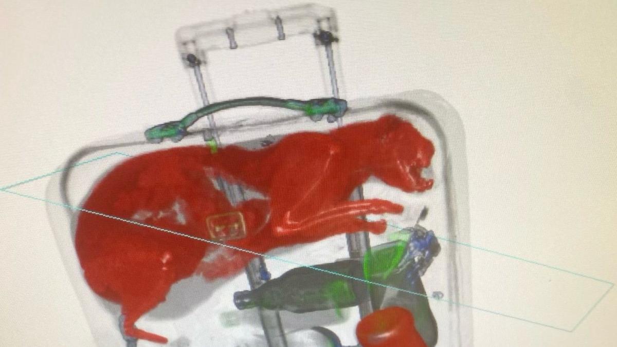 Angajații unui aeroport au găsit o pisică într-un bagaj de cală. A fost descoperită la scannerul cu raze X