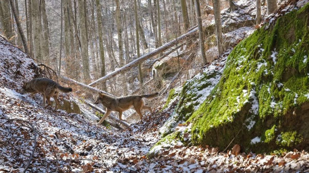 România Sălbatică! Urși, lupi, râși, vulpi sau cerbi, pe cel mai tranzitat buștean din Piatra Craiului
