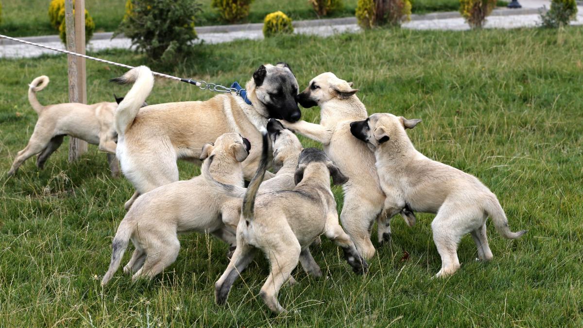 Șase câini din rasa Kangal au fost otrăviți la o stână din județul Arad