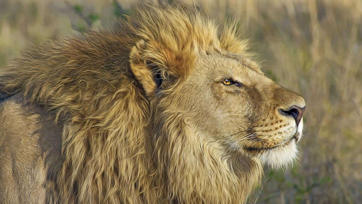 Un băiețel de 4 ani a supraviețuit 6 zile printre lei. Salvare miraculoasă în Kenya
