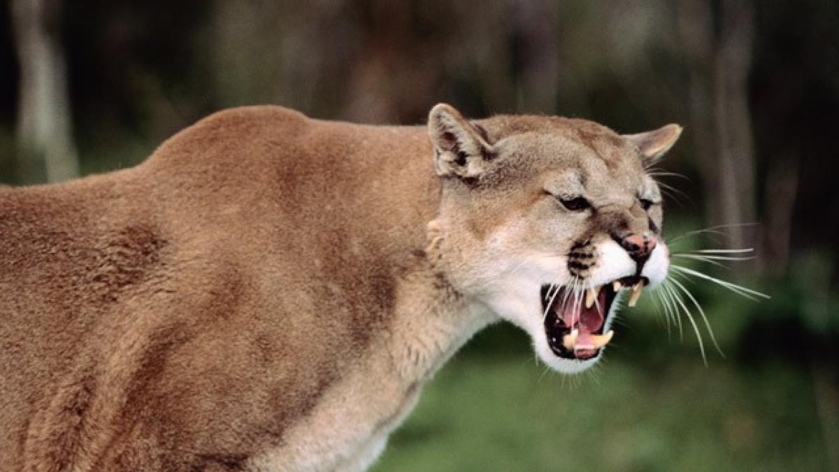 O puma care trăia de 12 ani în apropierea unei zone rezidențiale din Los Angeles, a fost capturată