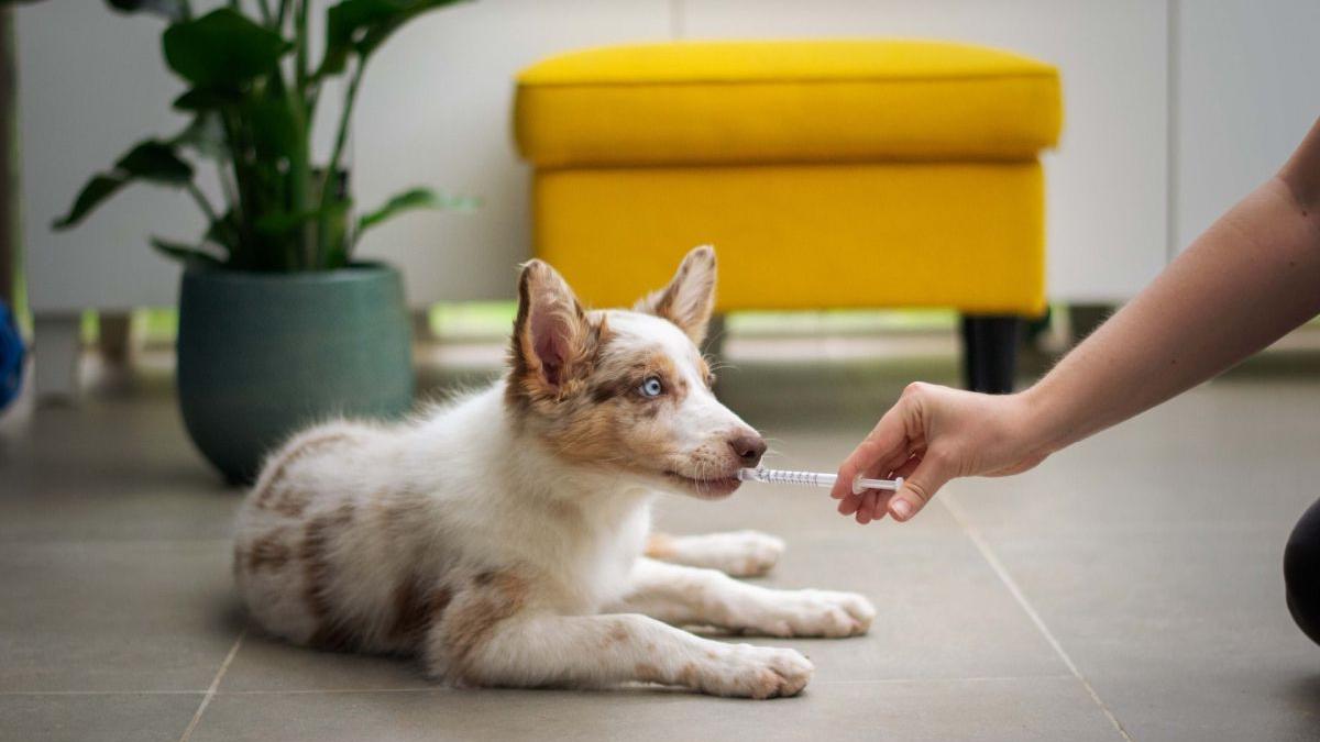 Când trebuie să mergi la medic cu animalul de companie