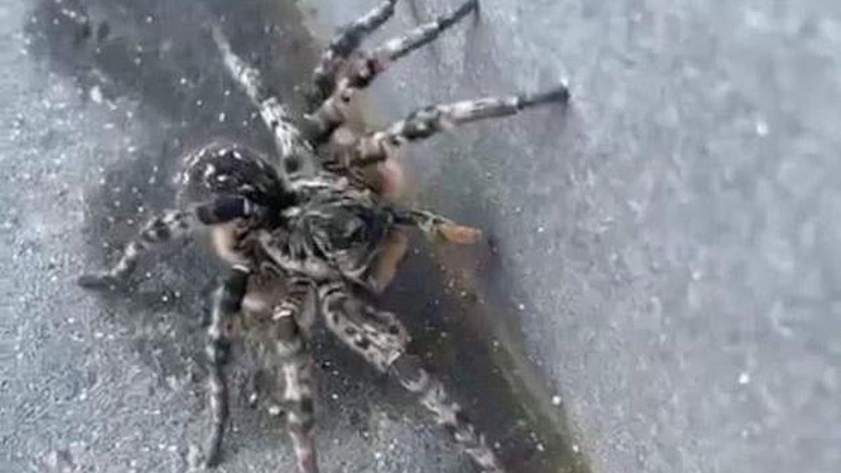 O tarantulă a fost descoperită pe o stradă din Voluntari