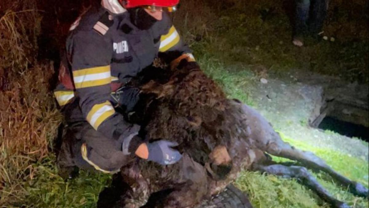 Salvare inedită în Hunedoara. Aiurel, un măgăruș "aiurit", a căzut într-un canal