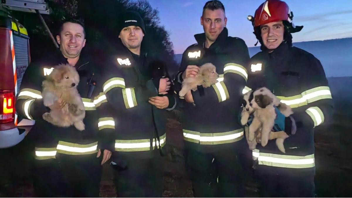 Pompierii din Cluj-Napoca au salvat cinci cățeluși ce se aflau într-un bazin adânc de șase metri într-o pădure de la marginea orașului
