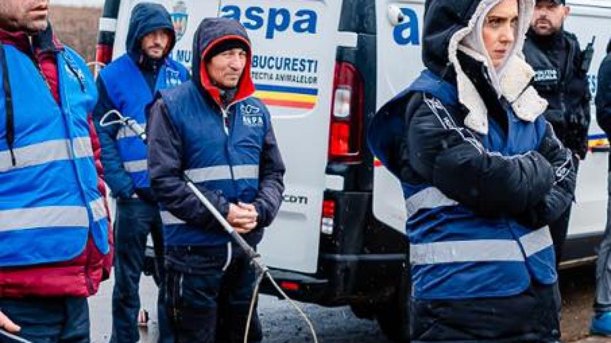 ASPA se apără, după tragedia de lângă Lacul Morii: Nu eliberăm câinii înapoi pe străzi după capturare 