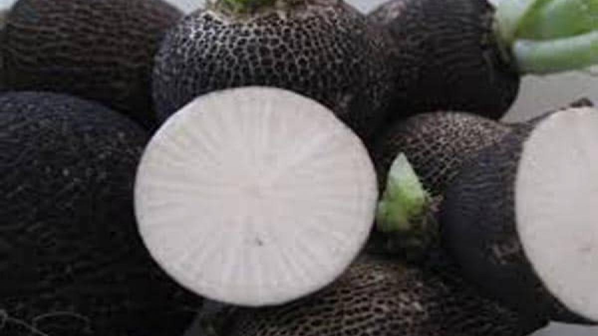 Ridichea negră: beneficii asupra răcelii și gripei. Alte proprietăți terapeutice