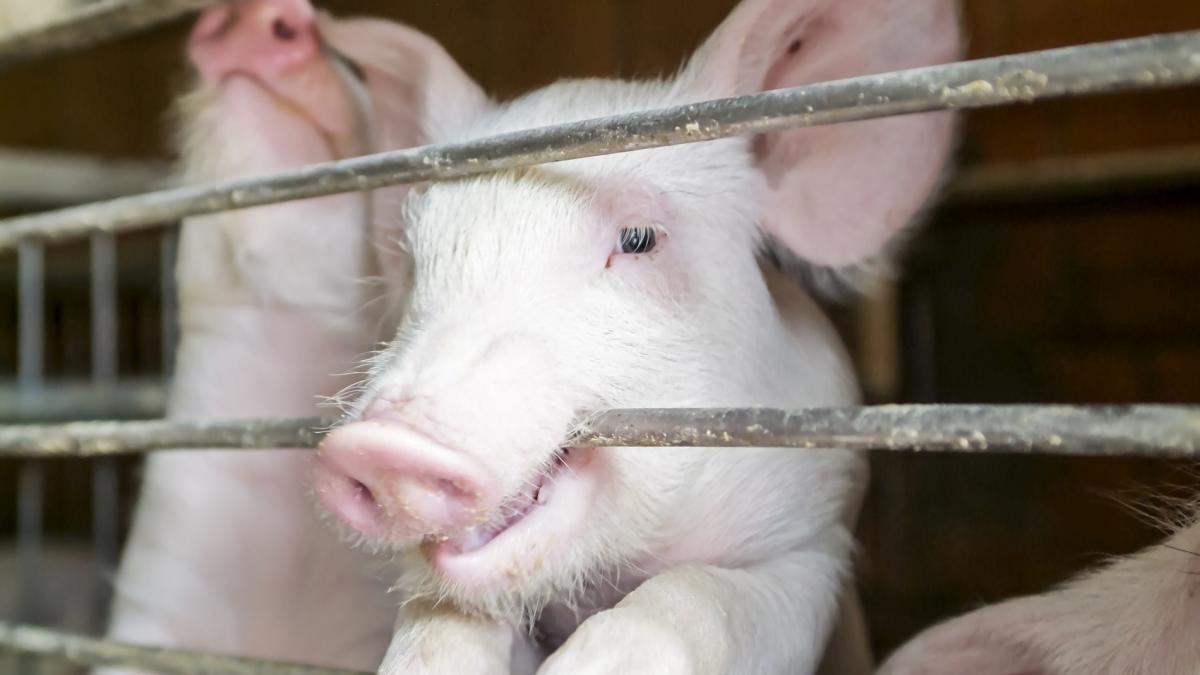 Răzbunare: Un porc a ucis măcelarul care se pregătea să-l sacrifice