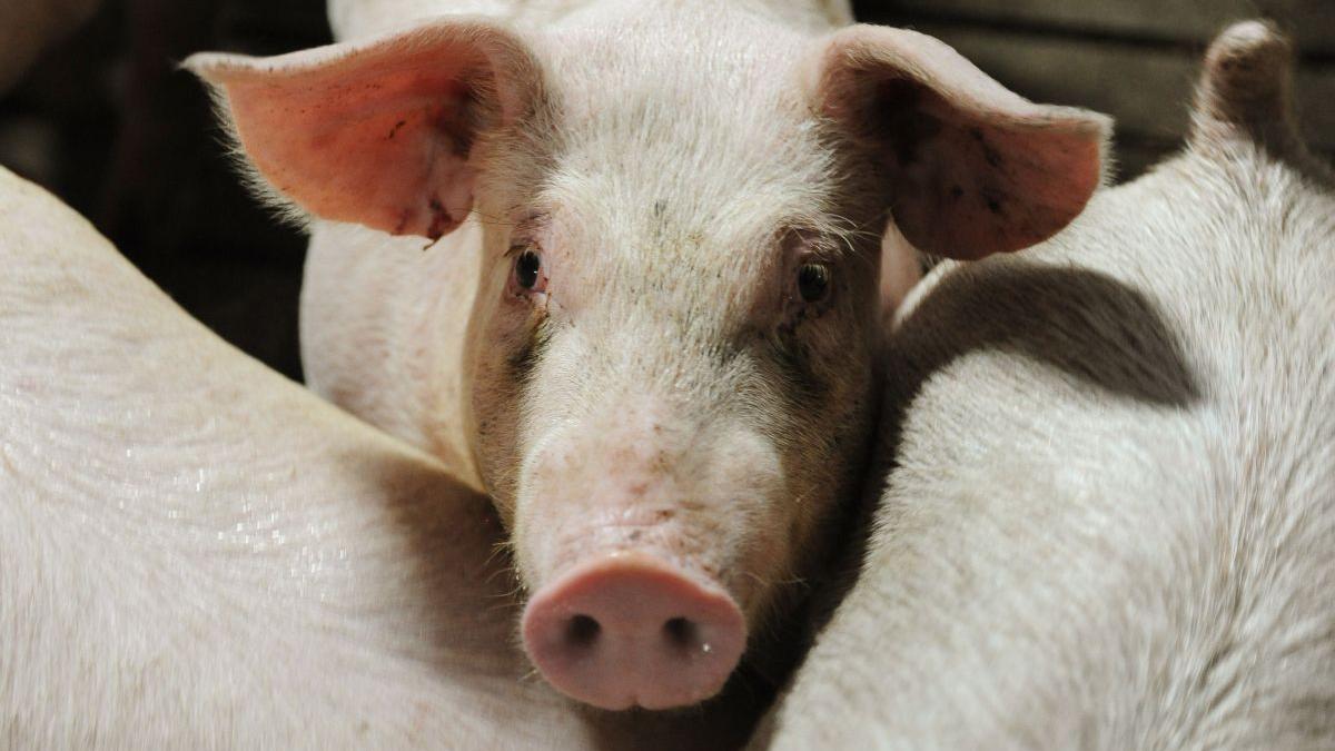 Guvernul împotriva românilor. Oamenii nu vor mai putea să țină câte animale doresc în propriile curți. Amenzile vor fi URIAȘE