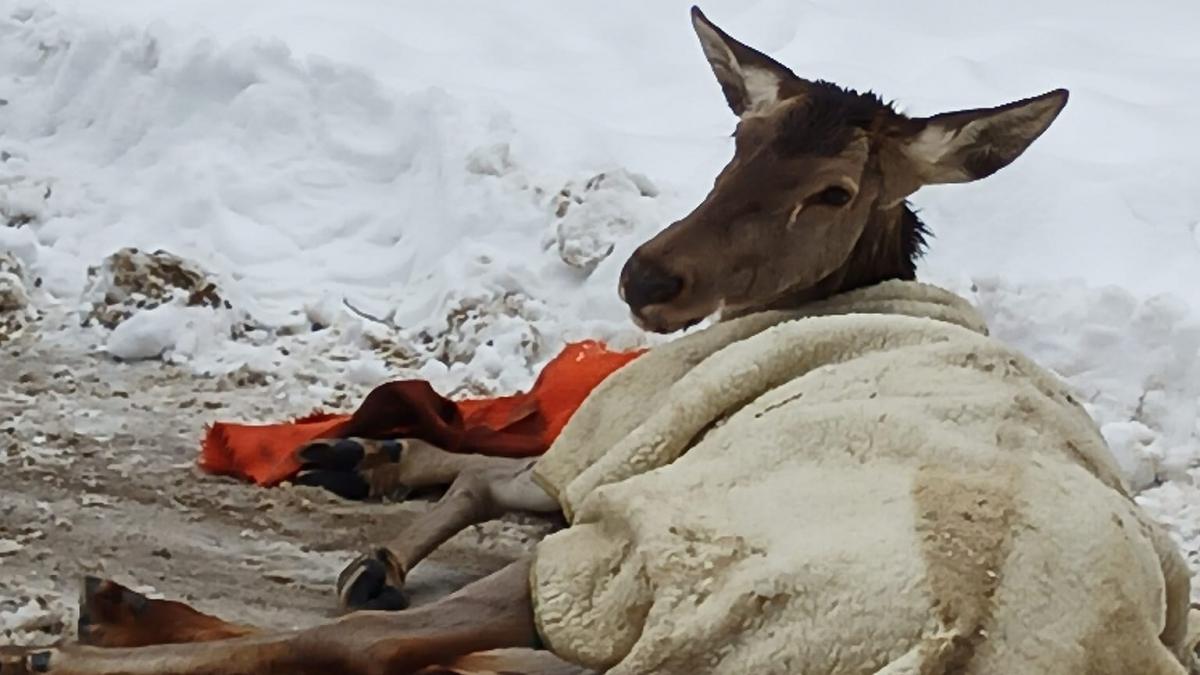 Video: Căprioară rănită, salvată de jandarmi și eliberată în pădure