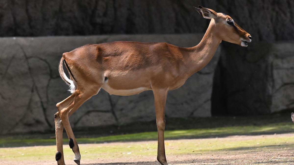 Lupul paznic la capre, în ZOO