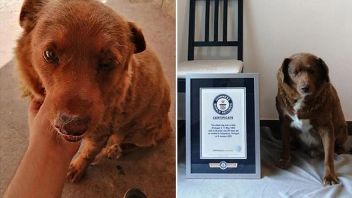 Guinness World Record: Bobi este cel mai bătrân câine din toate timpurile
