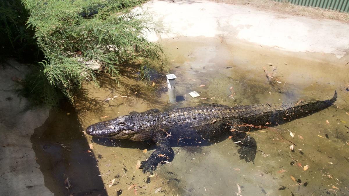 New York, un loc periculos: Aligator, capturat într-un parc din Brooklyn