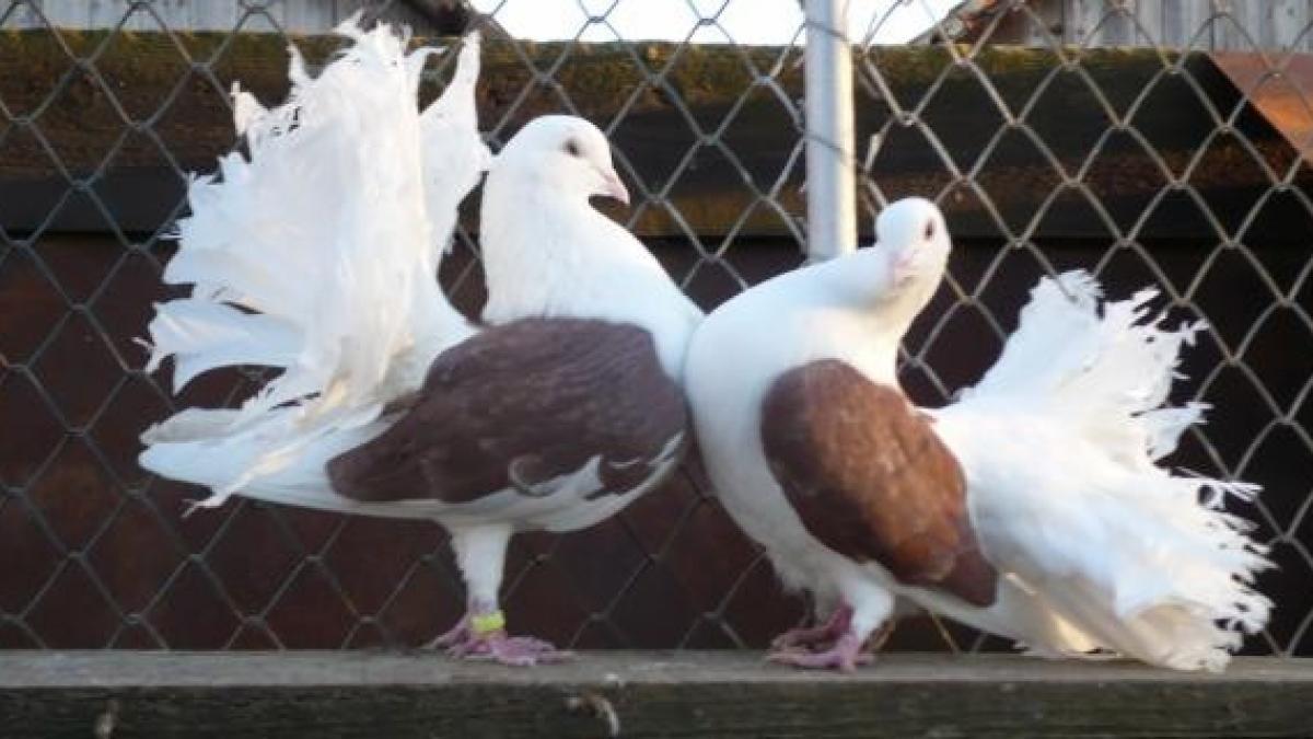 Al şaselea simţ este mai răspândit la animale decât se credea până acum 