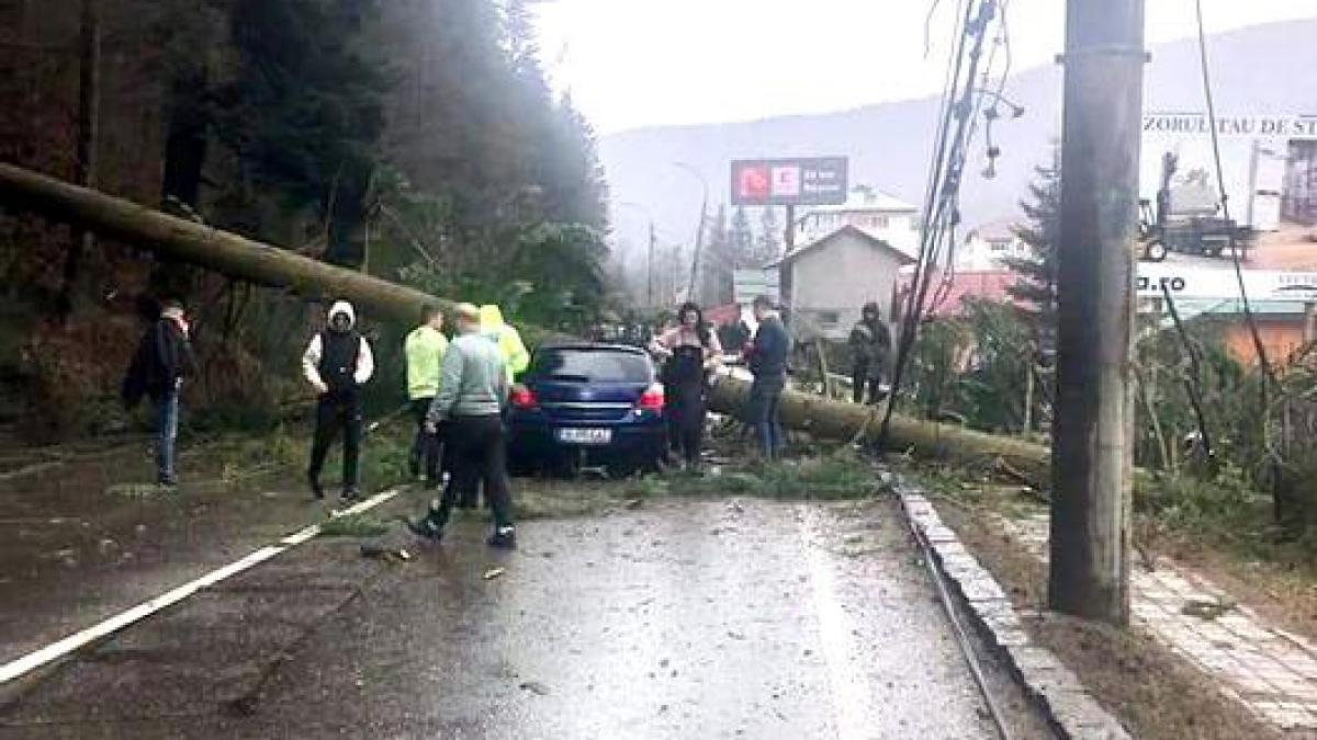 Incident grav la ieșire din Azuga: un copac a căzut peste o mașină! Traficul este blocat