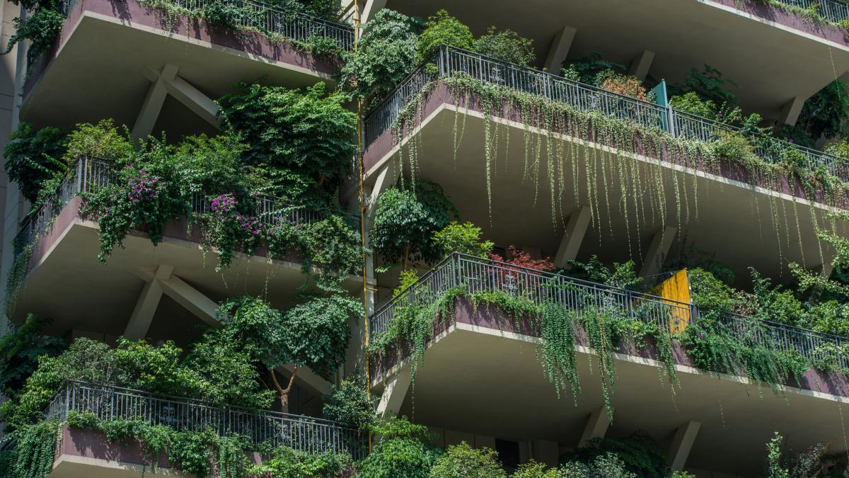 Cele mai eficiente plante de apartament mpotriva prafului i mucegaiului