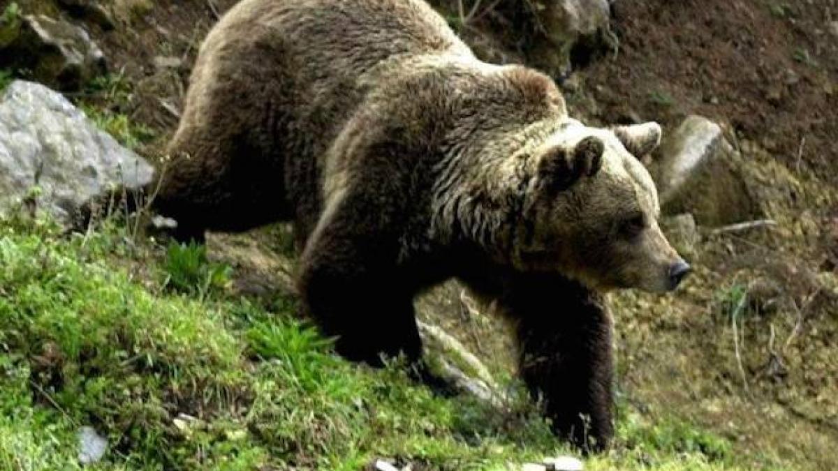 Atacat de urs! Bărbatul rănit grav a ajuns în spital