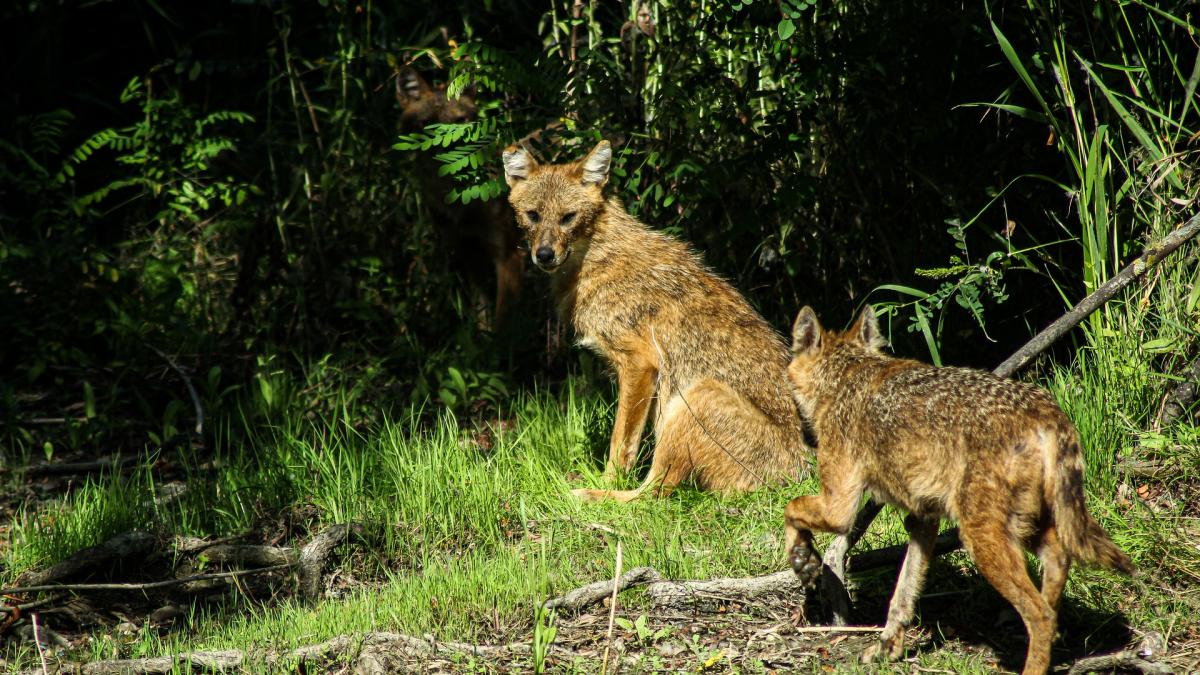 O haită de șacali a făcut prăpăd într-o stână din Dolj. Zeci de animale au fost omorâte