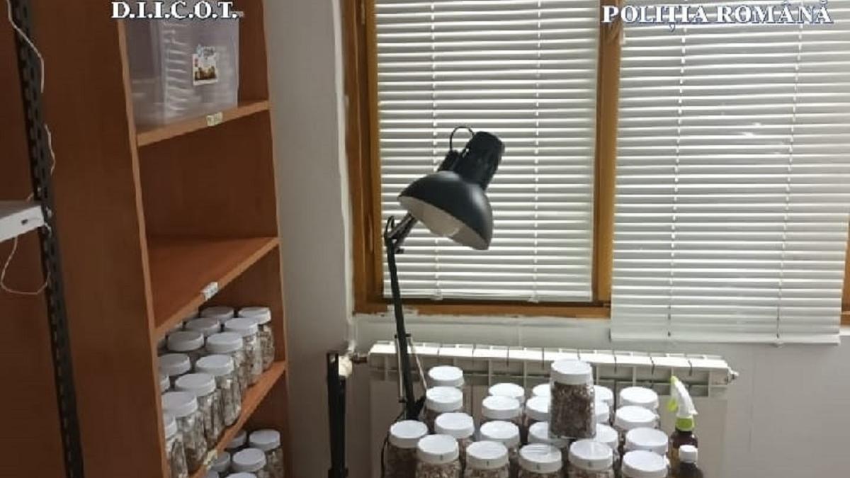 Laborator de cultivare și prelucrare a drogurilor, descoperit în Capitală
