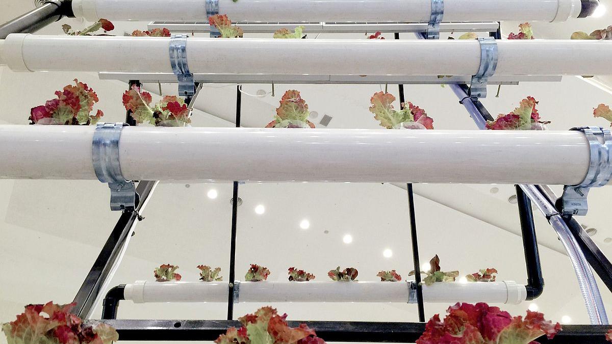 Fermieri urbani și tarlale pe verticală. Salvarea  agriculturii  românești: o băgăm în casă