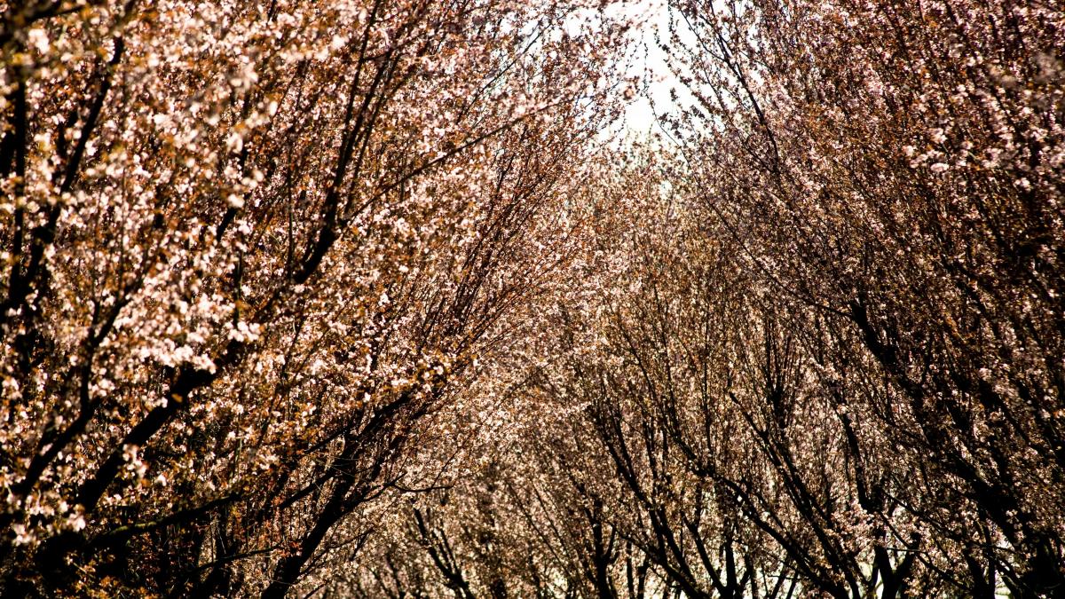 Cum va fi vremea de Florii și de Paște? Iată prognoza meteo pentru următoarele săptămâni
