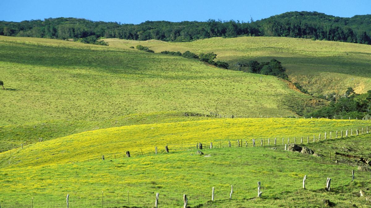 Descoperire UIMITOARE din lumea vegetală. Plantele emit sunete atunci când sunt stresate