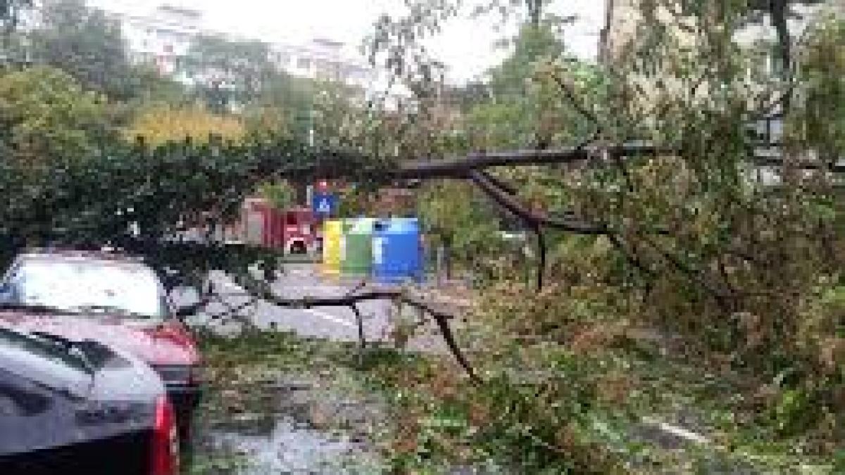 Vântul puternic a făcut prăpăd în Capitală. 57 de copaci căzuți  și 39 de mașini avariate