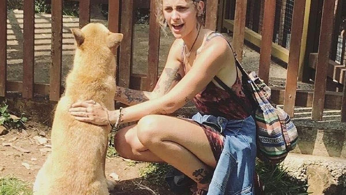 Copil, atacat de un câine dingo
