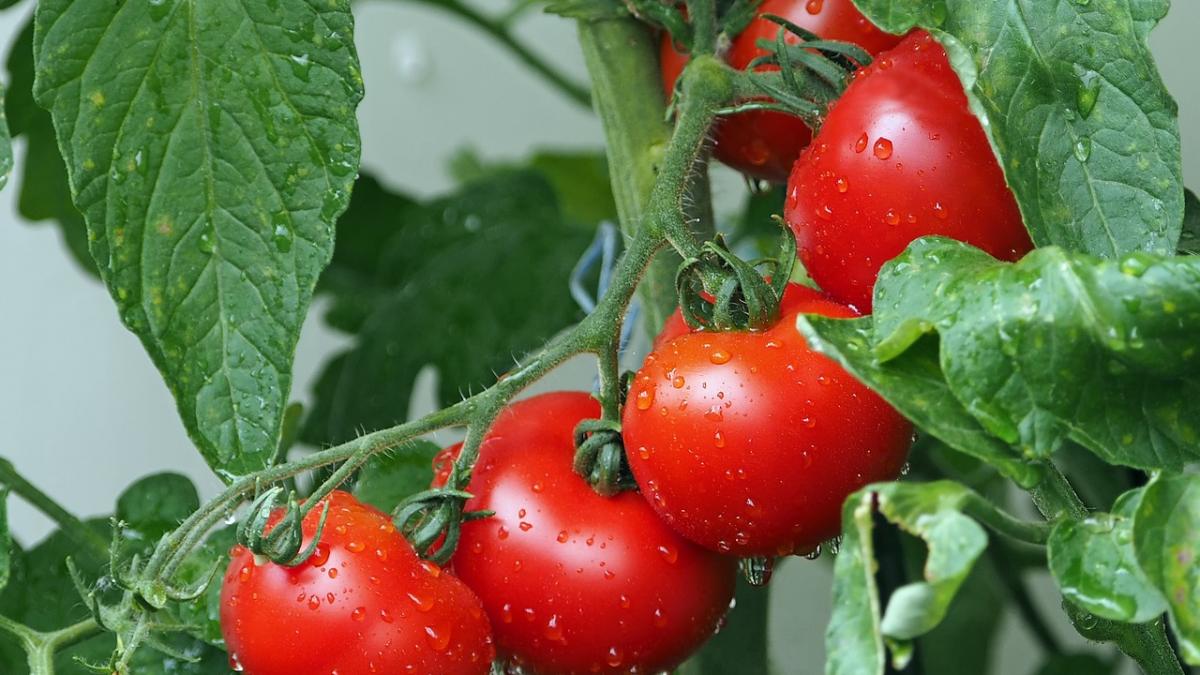 Interes crescut al tinerilor fermieri pentru programul Tomata. Câți legumicultori s-au înscris