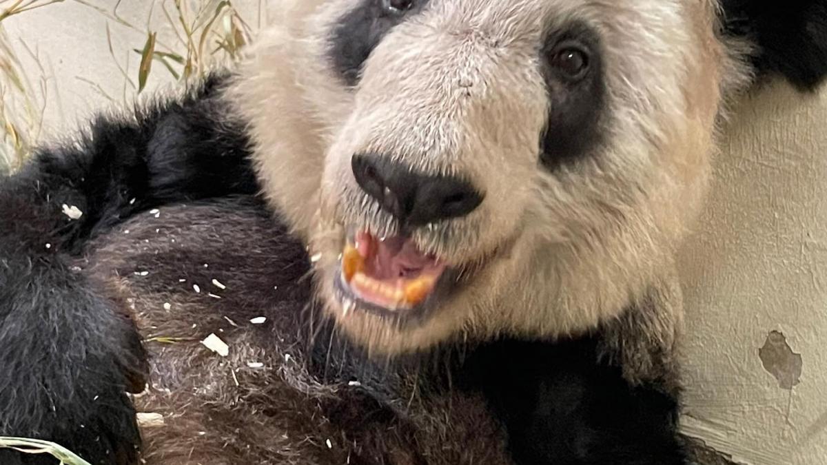 Un urs panda gigant se va întoarce în China după ce a stat 20 de ani în SUA