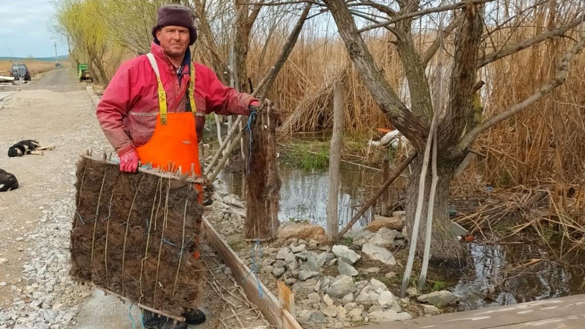 Complexul lagunar Razim-Sinoe este repopulat cu icre de șalău