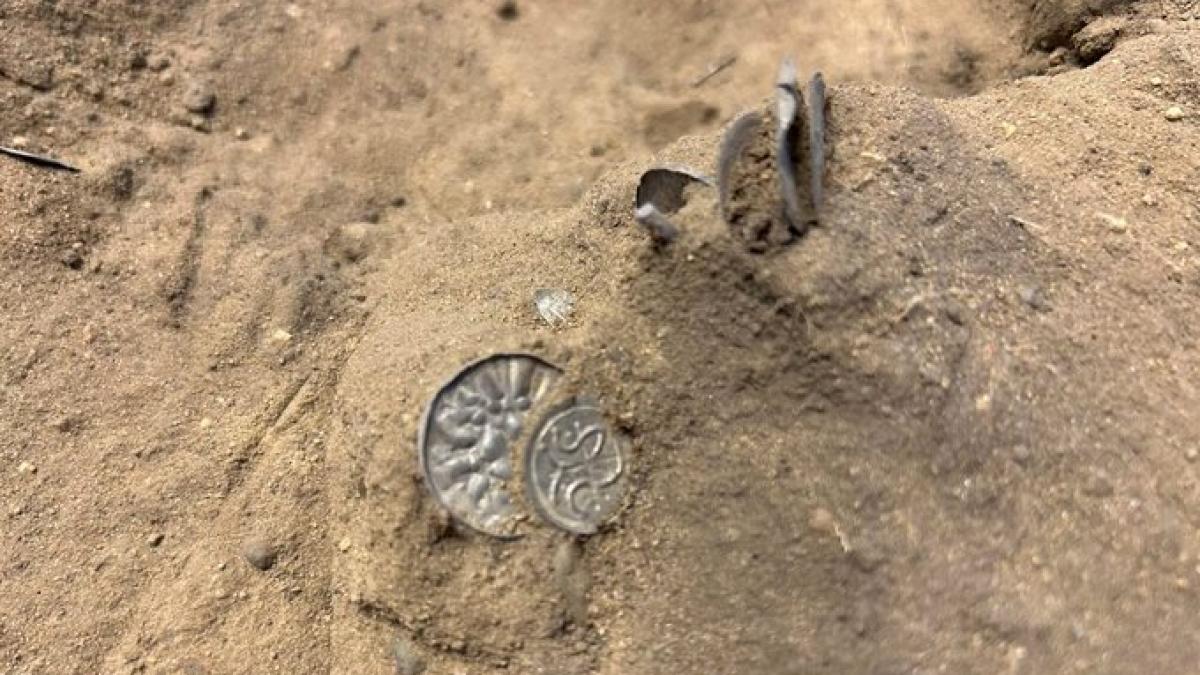 Monede vikinge vechi de 1.000 de ani, descoperite, într-un lan de porumb danez