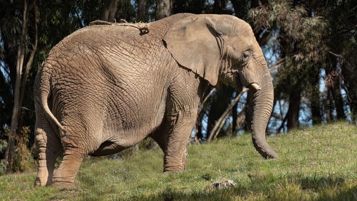 Scapă cine poate! Elefant care a ucis mai mulți oameni, mutat într-o rezervație de tigri