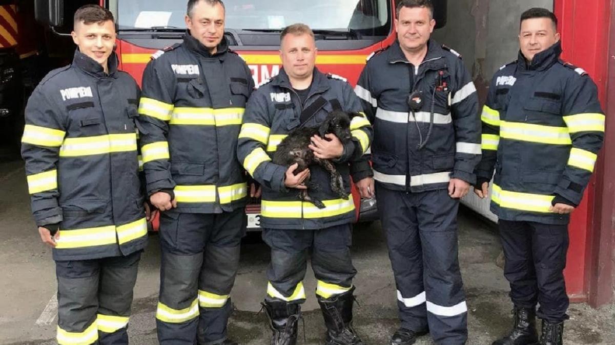 Misiune specială: Cățel salvat de pompieri